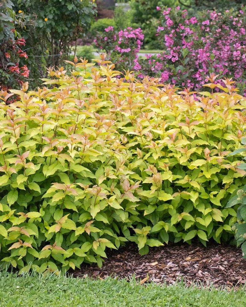 Diervilla A Tough Native Shrub For Pollinators