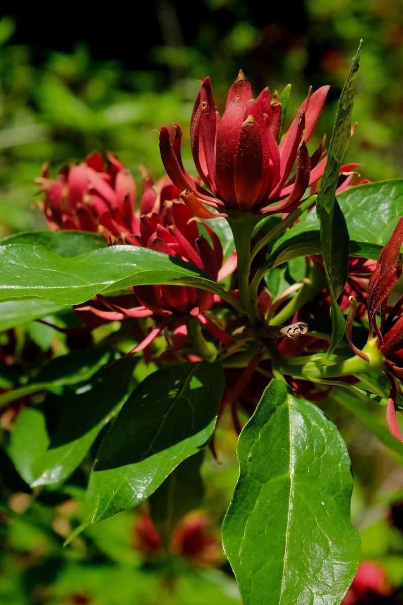 Carolina Allspice (Calycanthus floridus)