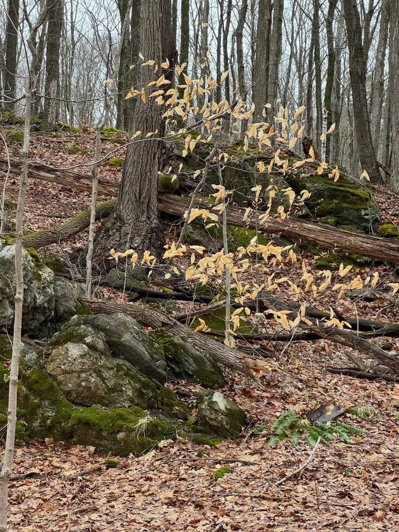 American Beech Seedlings (Fagus grandifolia)