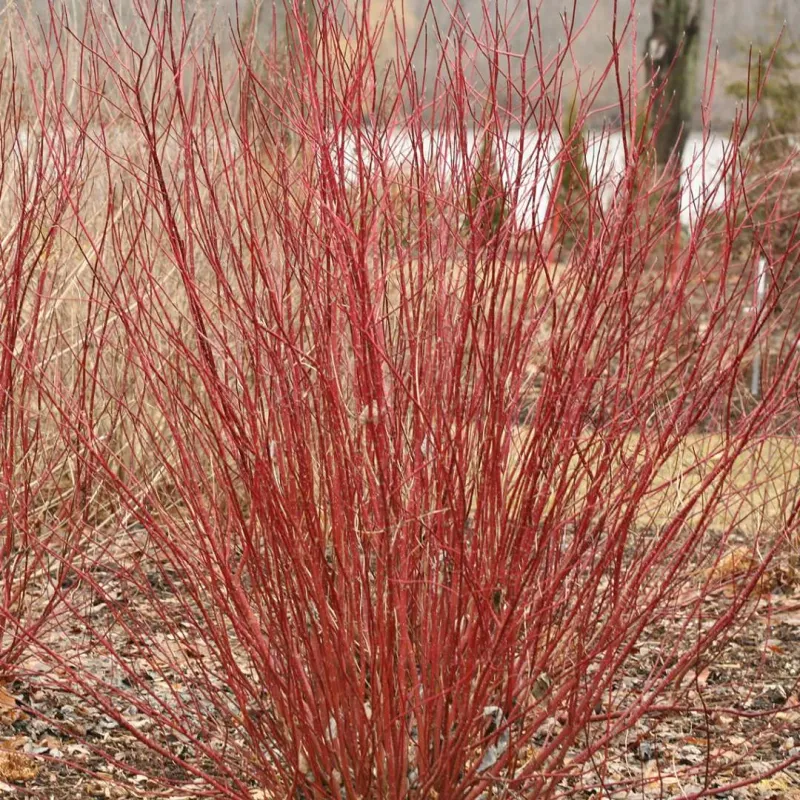 Red Osier Dogwood (Cornus sericea)