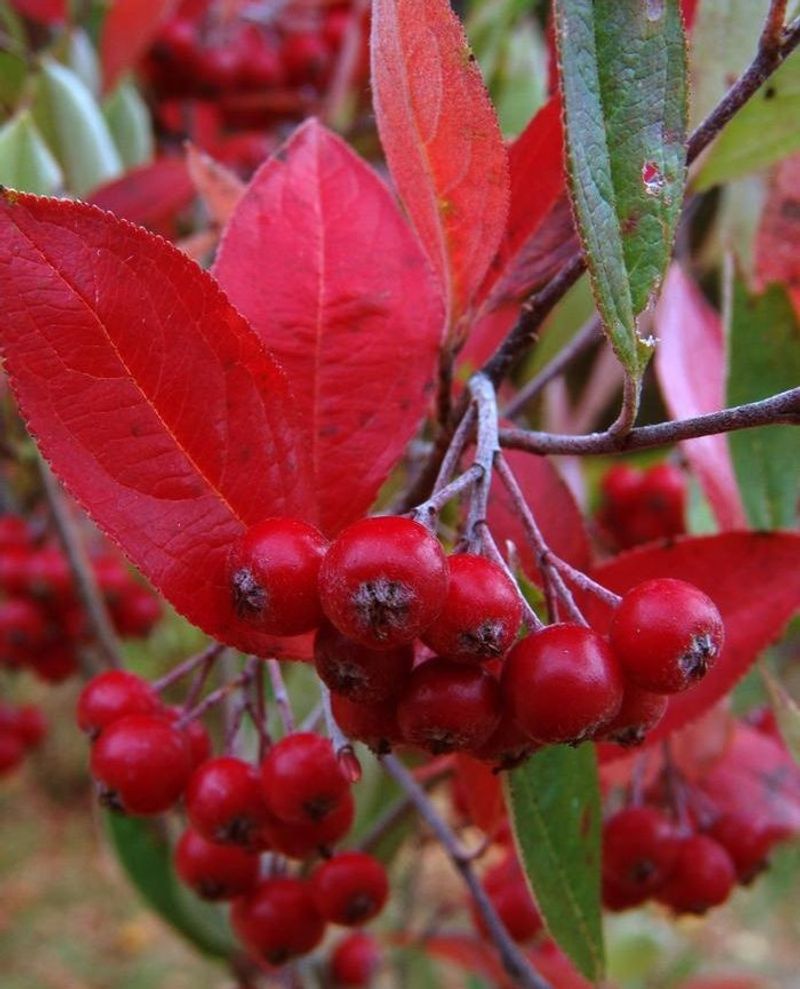Red Chokeberry Adapts Well To City Growing Conditions