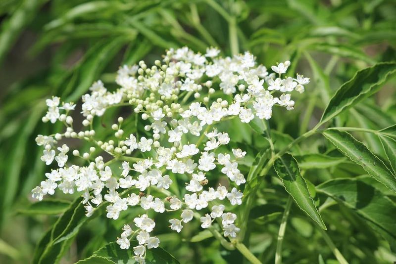 American Elderberry That Grows With Purpose