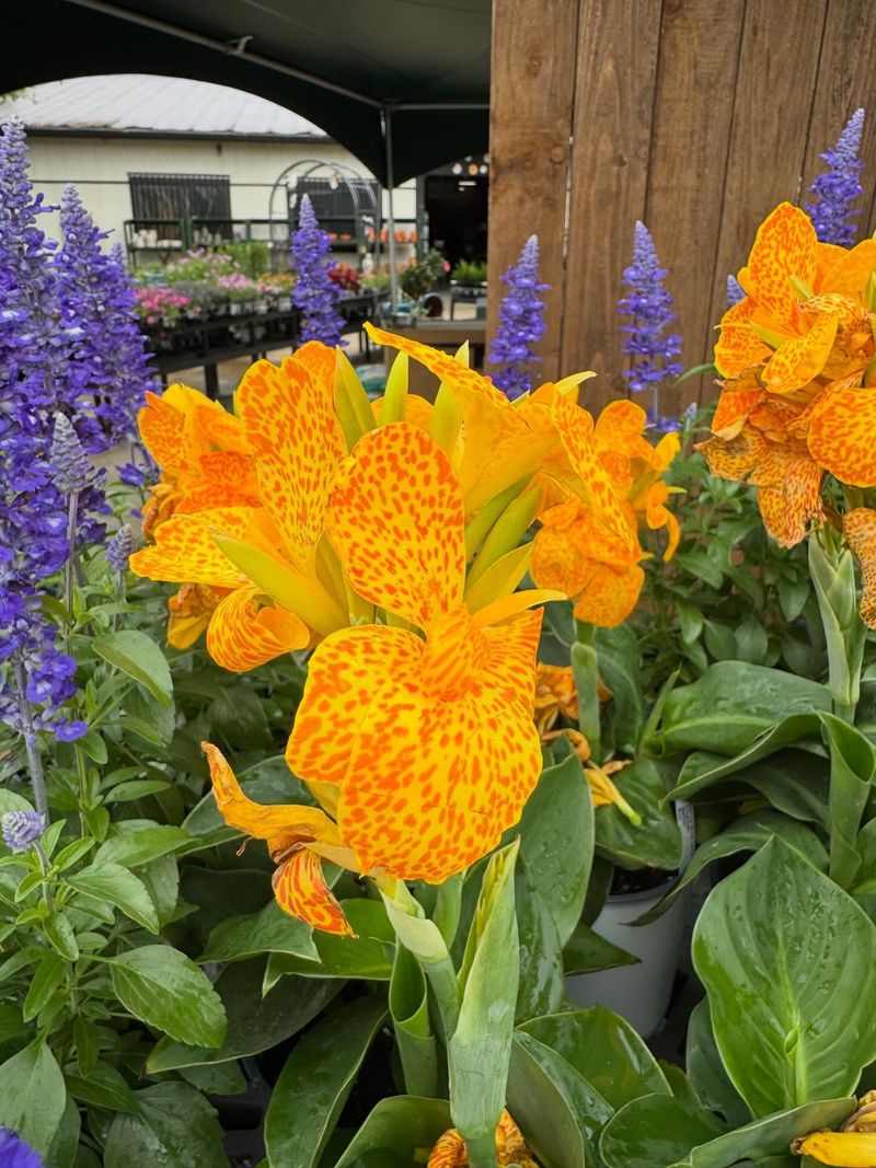 Golden Canna Adds Color Near The Waterline