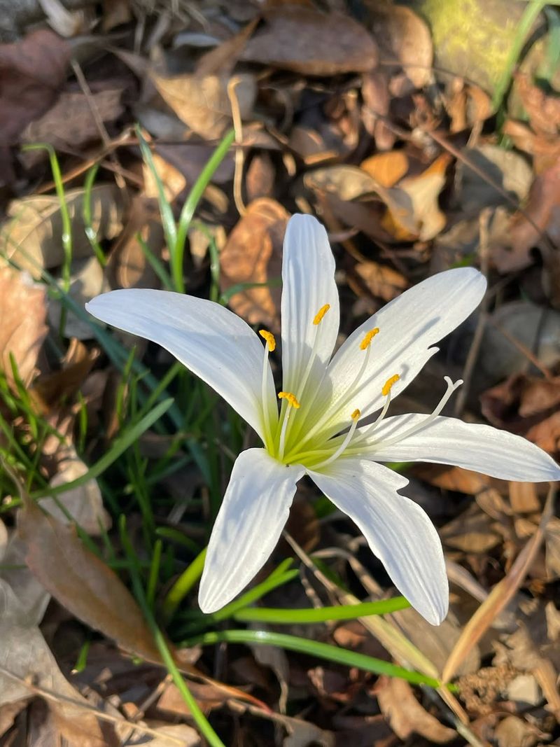 Rain Lily Responds Quickly To Warm Weather And Occasional Water