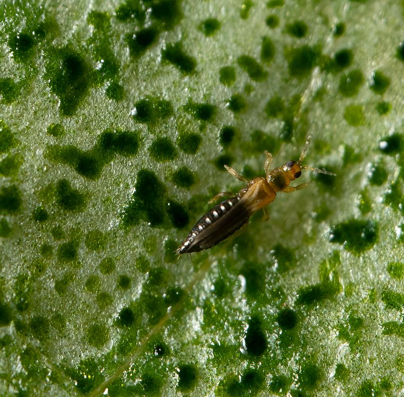 Thrips Distort New Growth And Affect Flower Buds