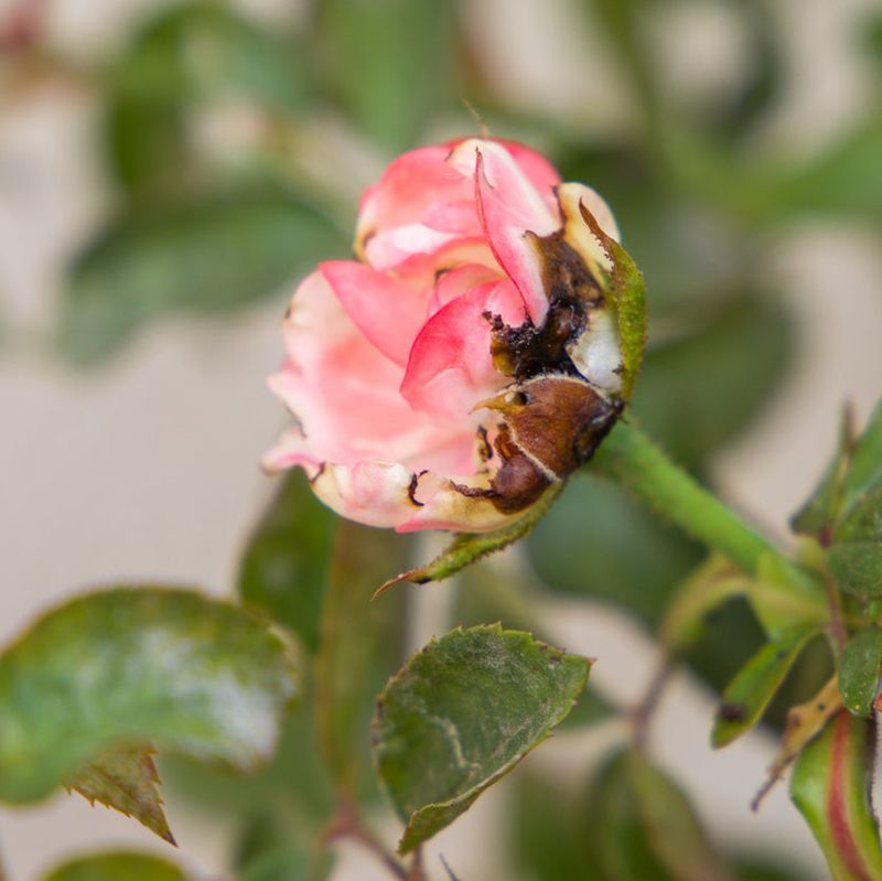 Thrips Leave Tiny Clues On Flowers And Leaves
