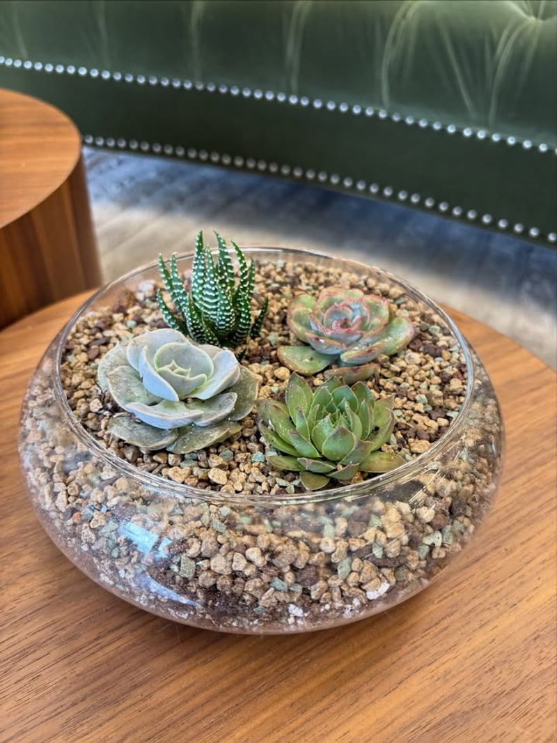 Succulents Like Echeveria And Haworthia For Bright Dry Conditions