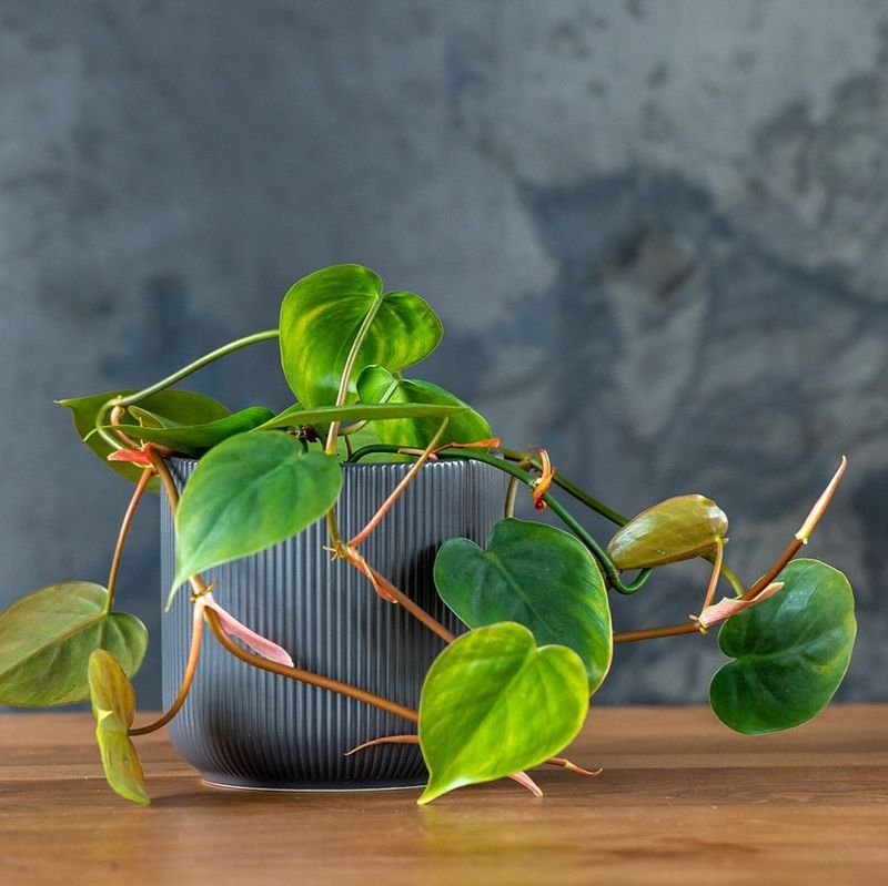 Philodendron (Heartleaf Varieties)