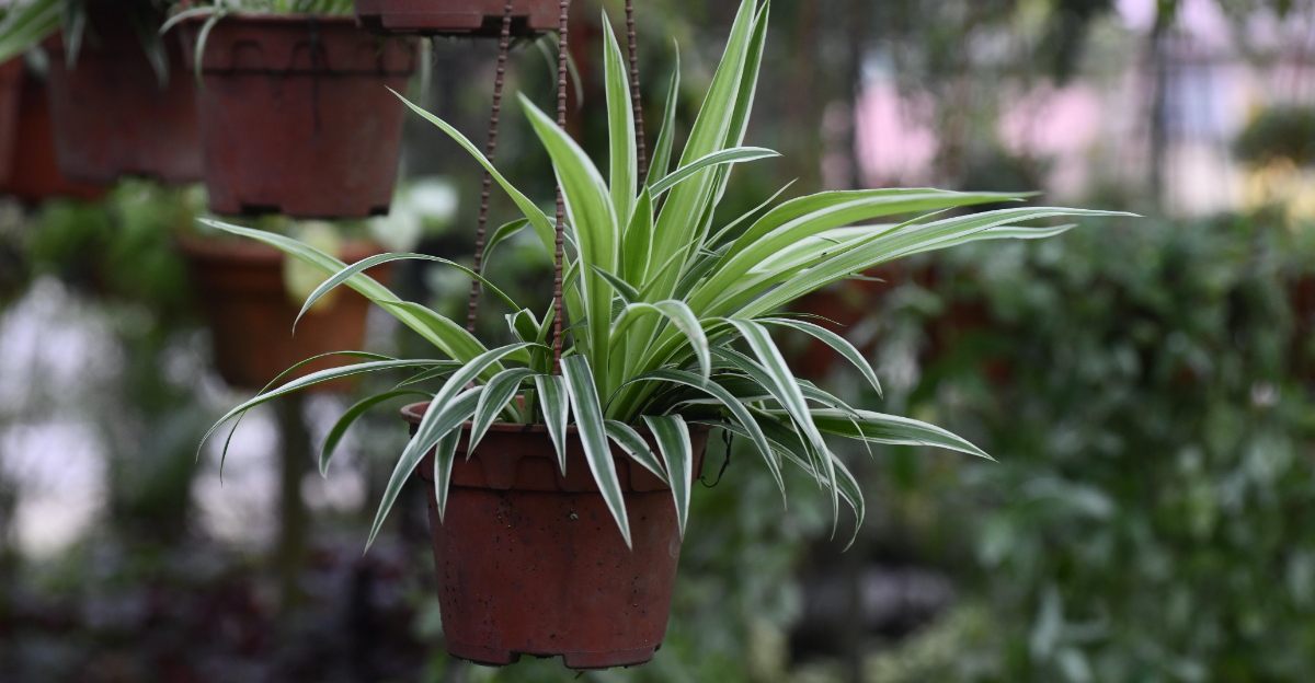 Spider Plant Mistakes Michigan Gardeners Should Stop Making