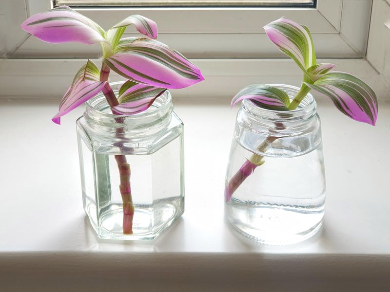 Tradescantia Grows Fast From Simple Stem Cuttings Tradescantia Grows Fast From Simple Stem Cuttings