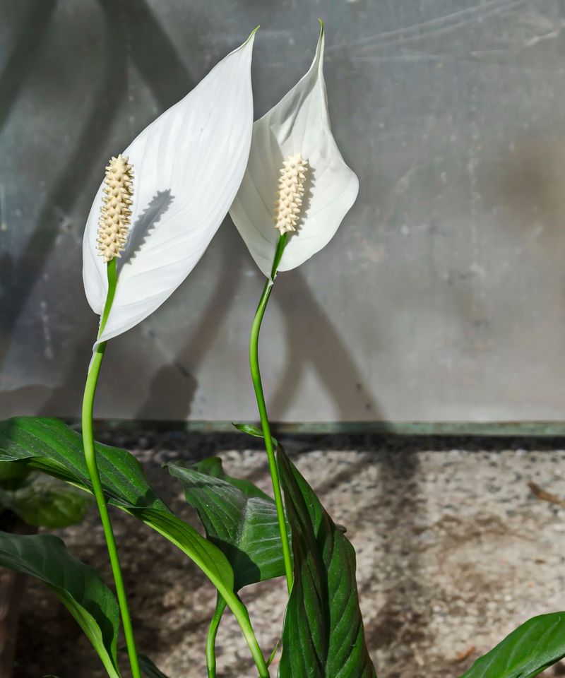 Peace Lily Prefers Shaded Patios And Consistent Moisture