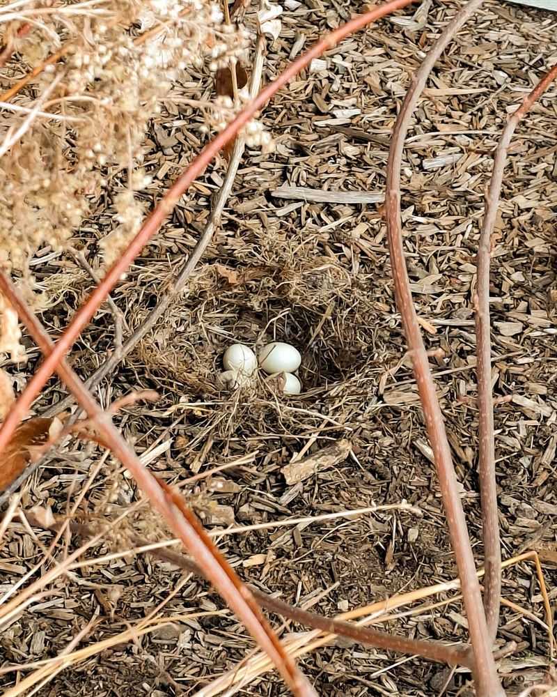 Nests Nearby Show Wildlife Feels Safe