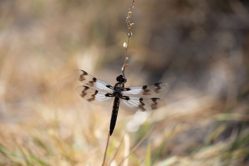 Dragonflies