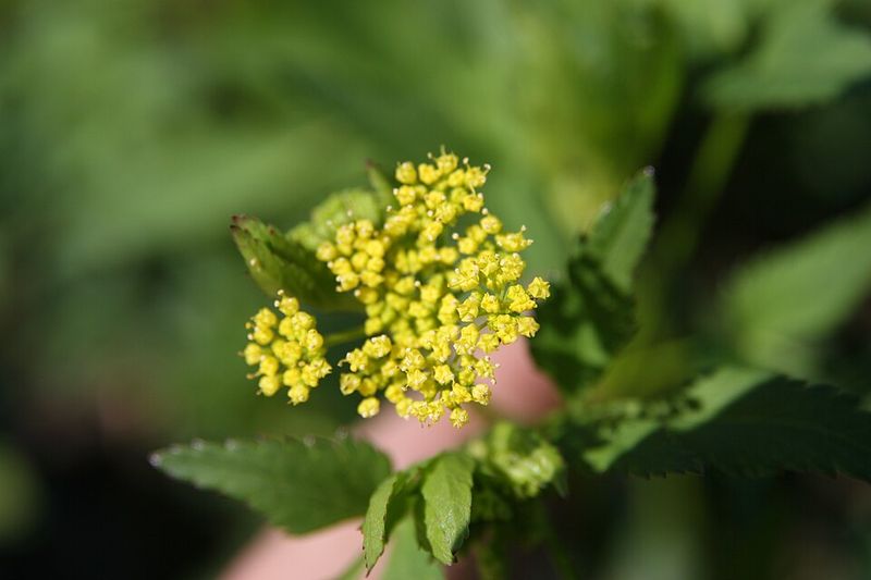 Golden Alexander Supports Pollinators Early In The Season