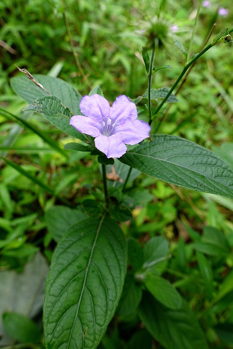 Wild Petunia Brings Reliable Blooms To Tough Spots