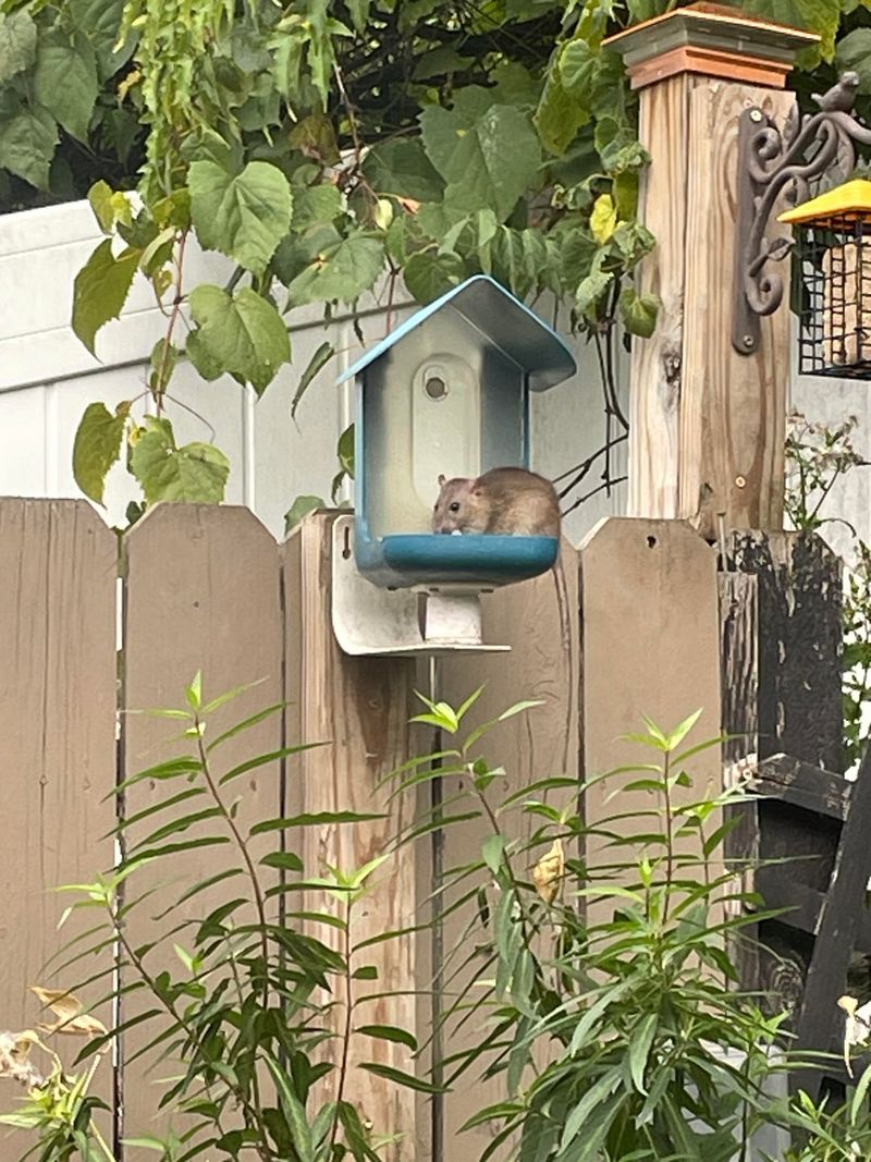 Feeders Create A Daily Food Source