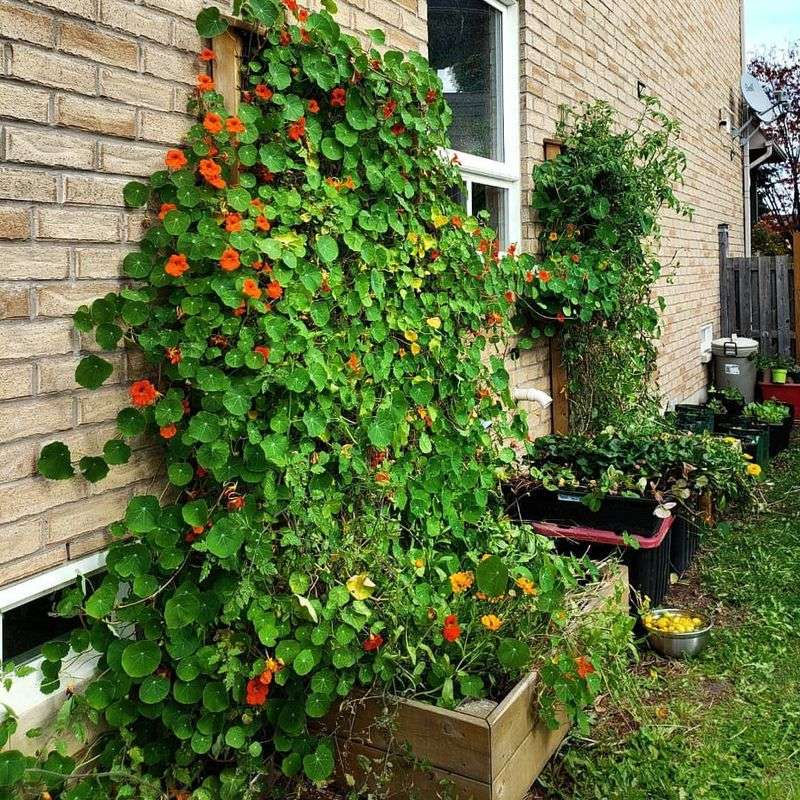 Near Trellises Or Short Fences For Climbing Types