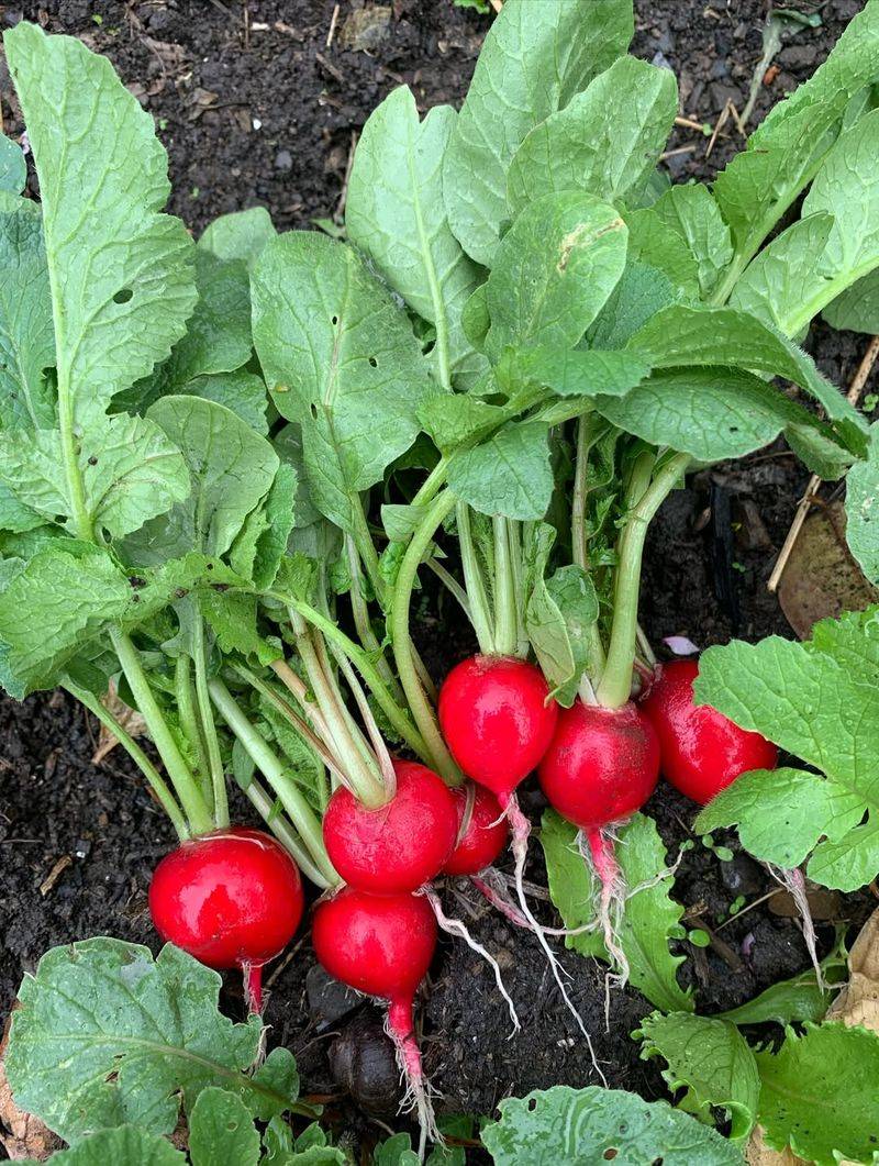 Radishes