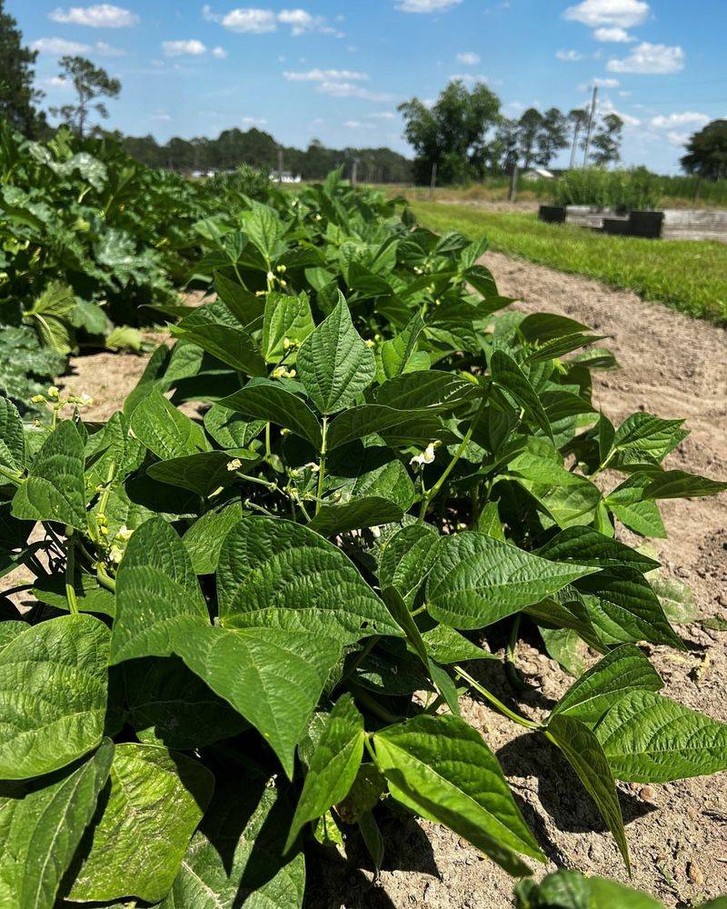 Bush Beans