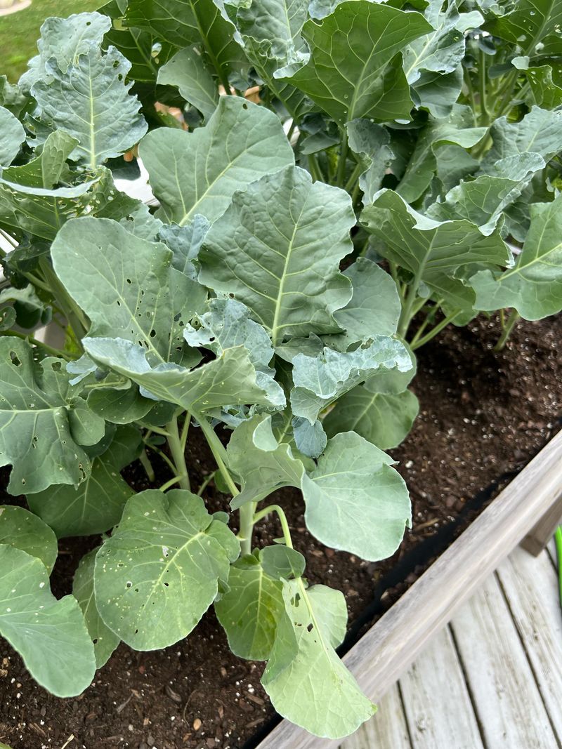 Broccoli Fails To Form Proper Heads In Warm Weather