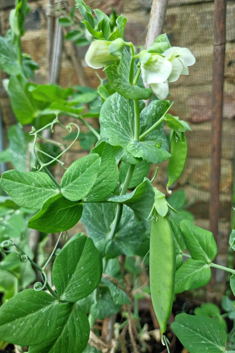 Peas For A Productive Southern Michigan Spring