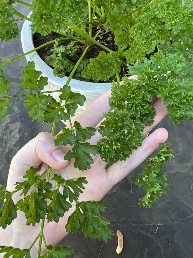 Parsley For Handy Everyday Snips
