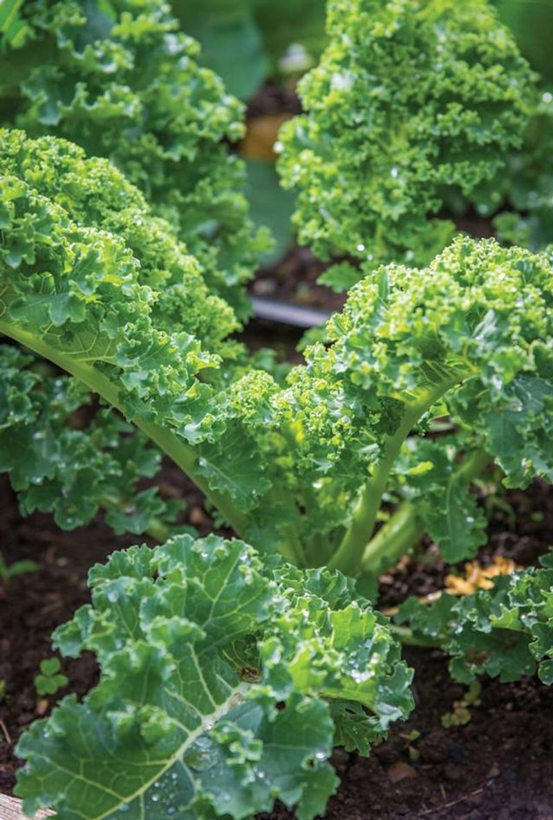 Kale Handling Cold With Strong, Steady Growth