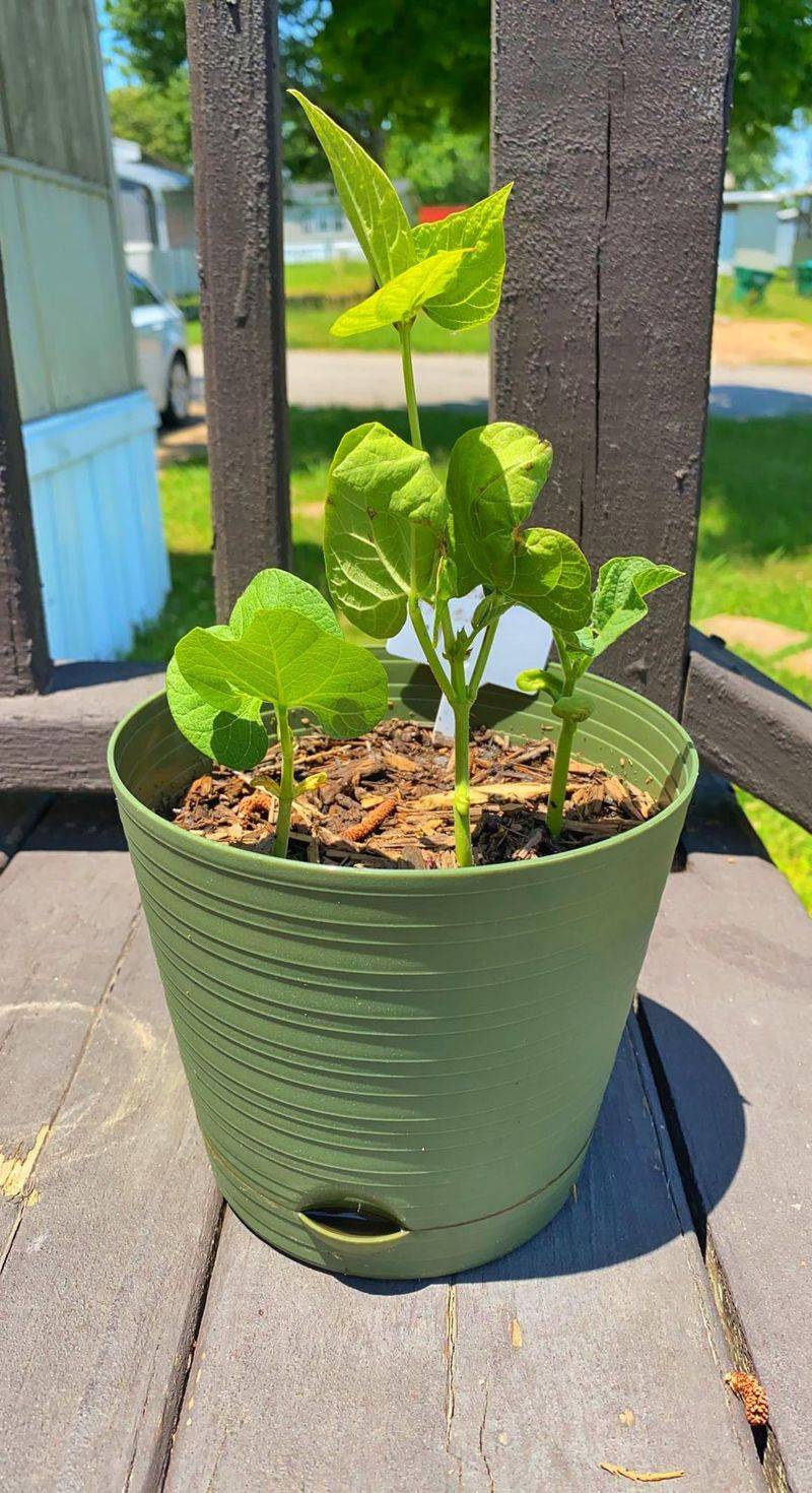 Bush Beans Produce Fast In Warm Container Soil