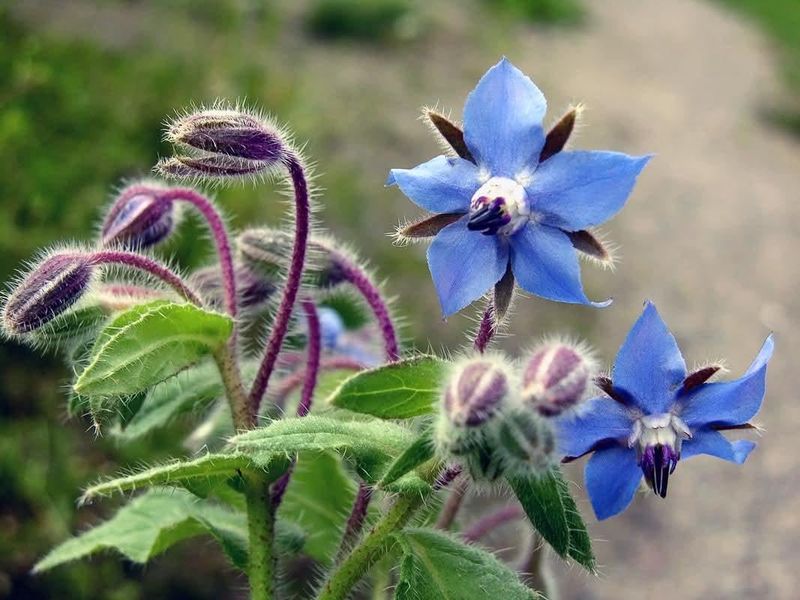 Borage Brings Pollinators That Support Better Fruit Set