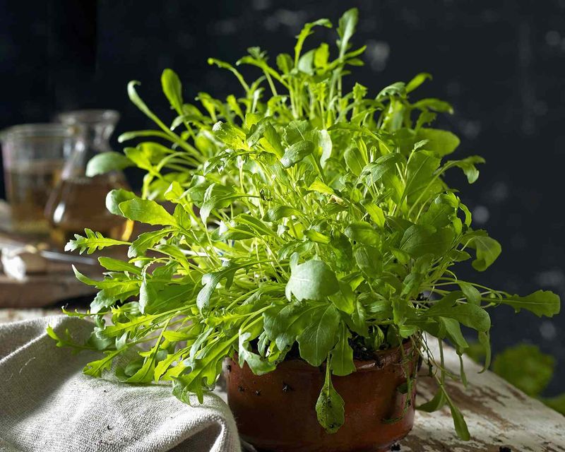 Arugula Adds Fast Flavor To Early Patio Pots