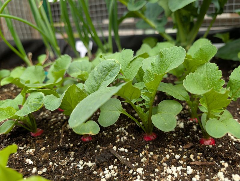 Radishes Deliver Fast Results In Early Beds