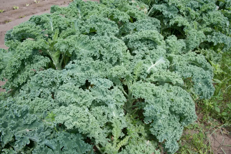 Kale Stays Productive In Part Shade Conditions