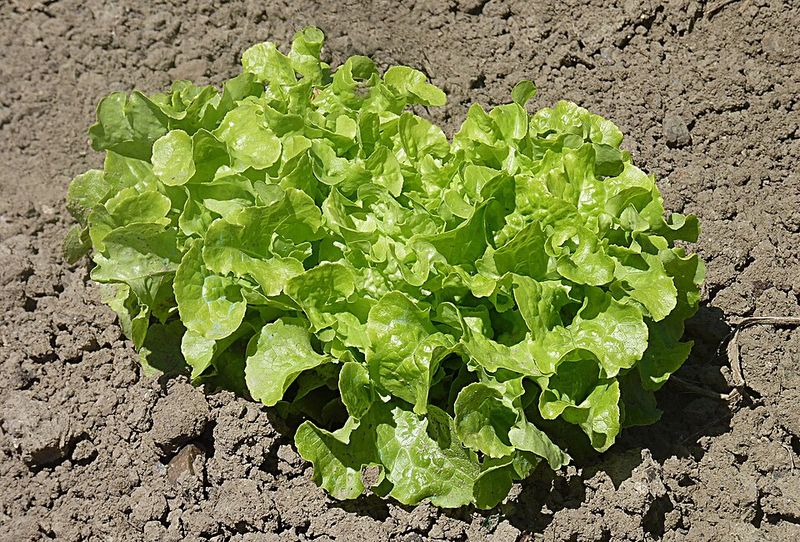 Leaf Lettuce Fills Beds Quickly In Chilly Weather