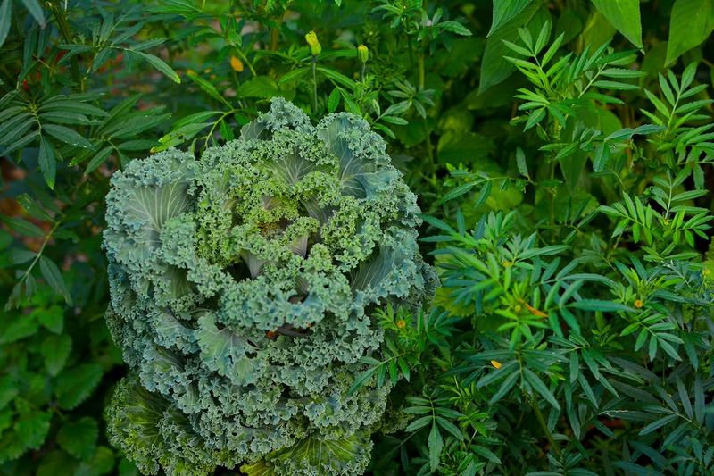 Kale That Keeps Producing Into Summer
