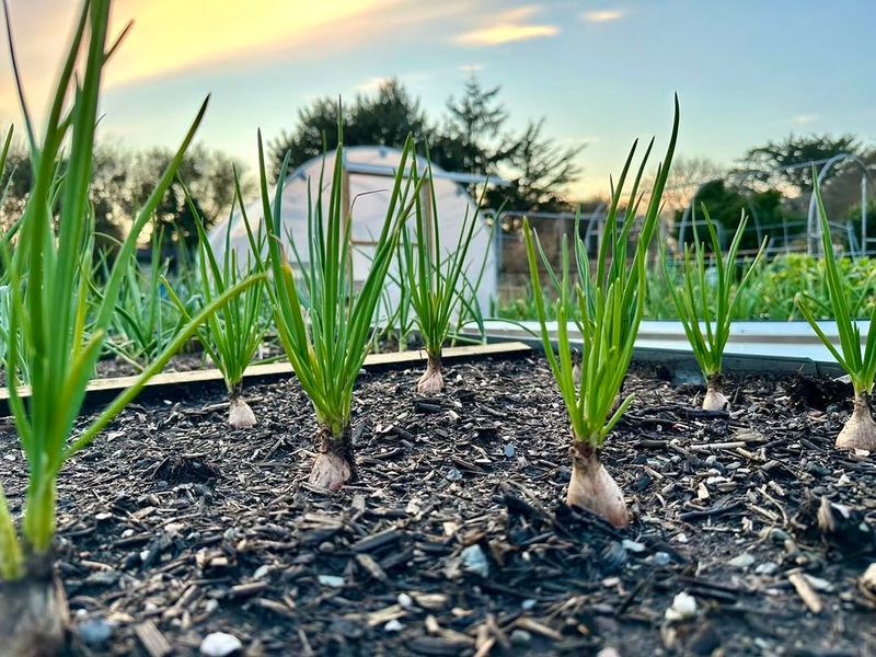 Green Onions Grow Fast From Seeds Or Sets