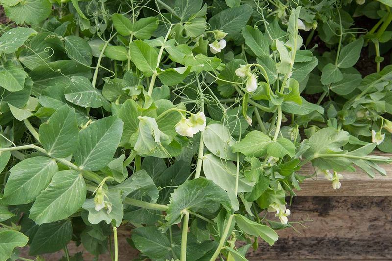 Peas (Pisum Sativum)