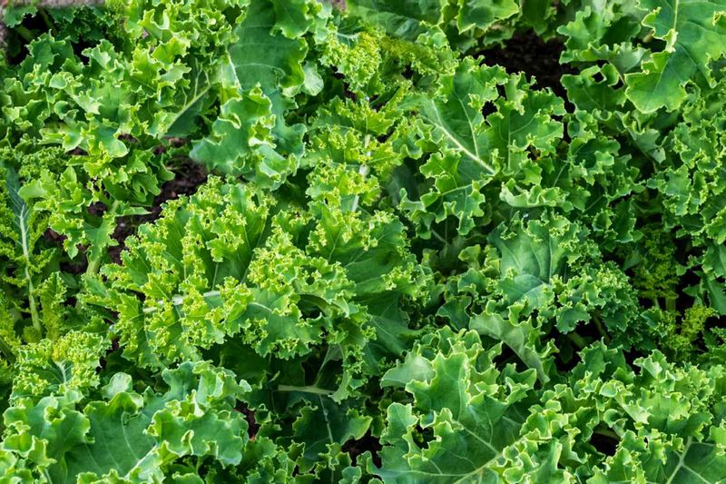 Kale (Brassica Oleracea)