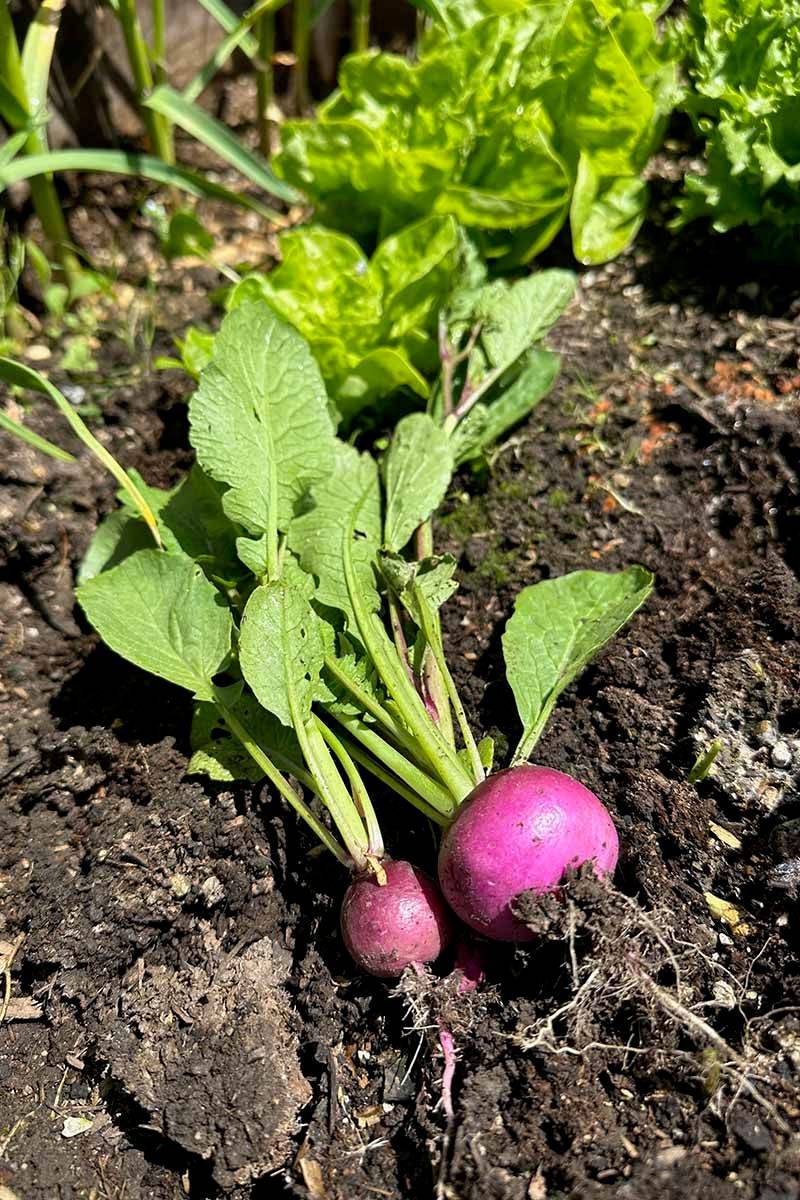 Radishes (Raphanus sativus)