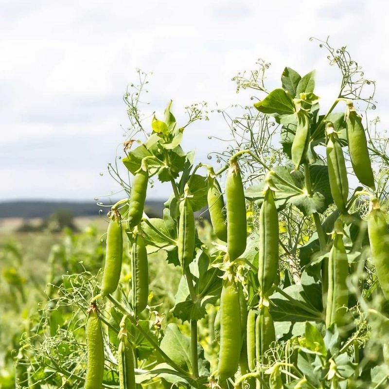 Peas (Pisum sativum)