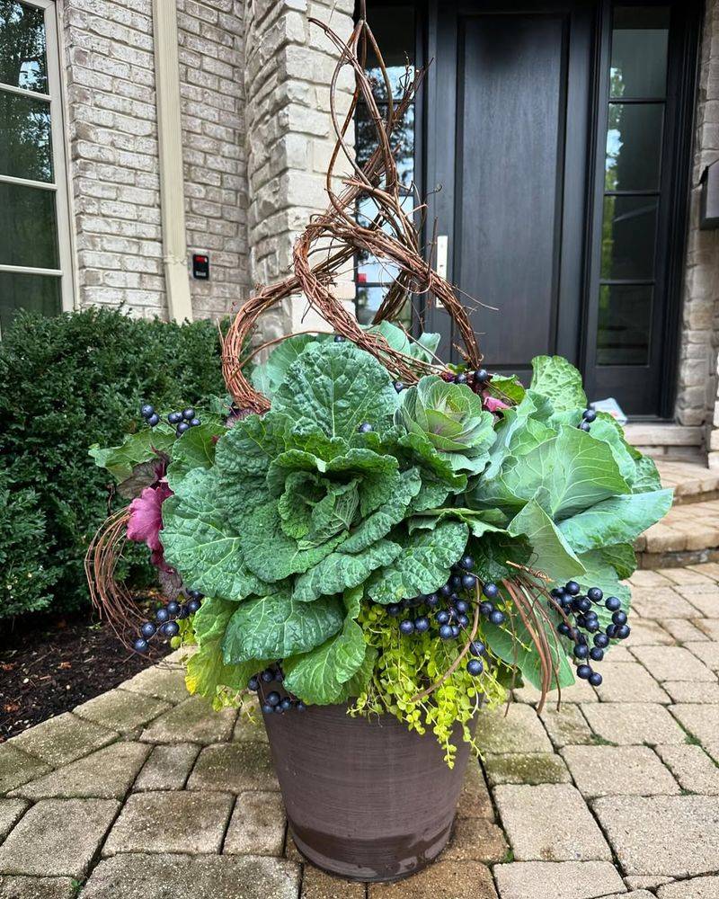 Kale Grows Well In Hanging Baskets Early In The Season