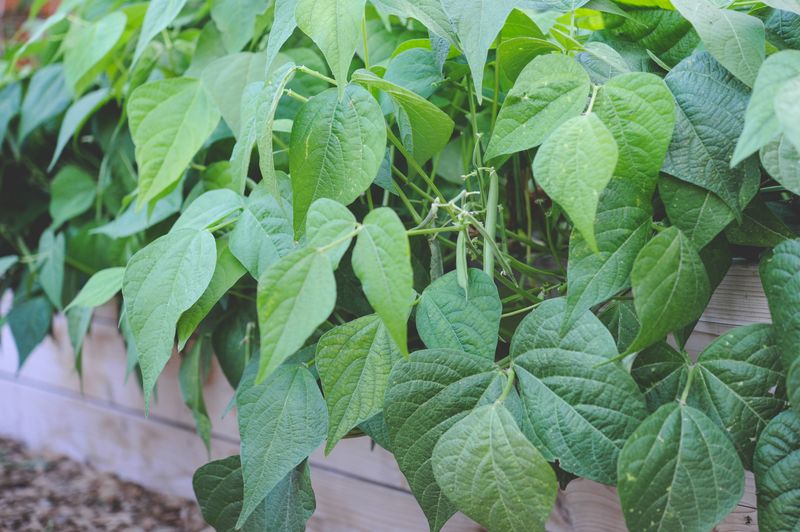 Bush Beans That Pick Up Speed In Warm Soil