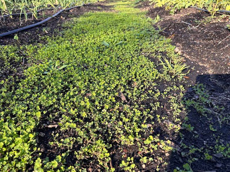 Mustard With Quick Cool-Season Growth
