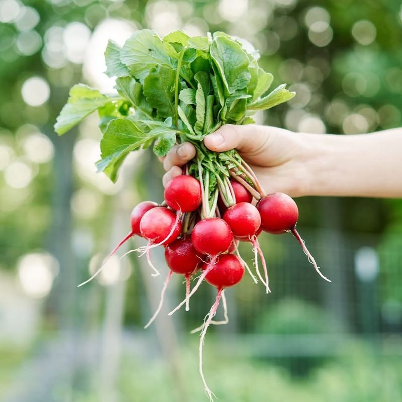 Radishes For Fast And Reliable Results