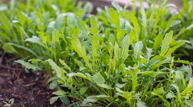 Arugula Delivers Peppery Flavor In Just Weeks