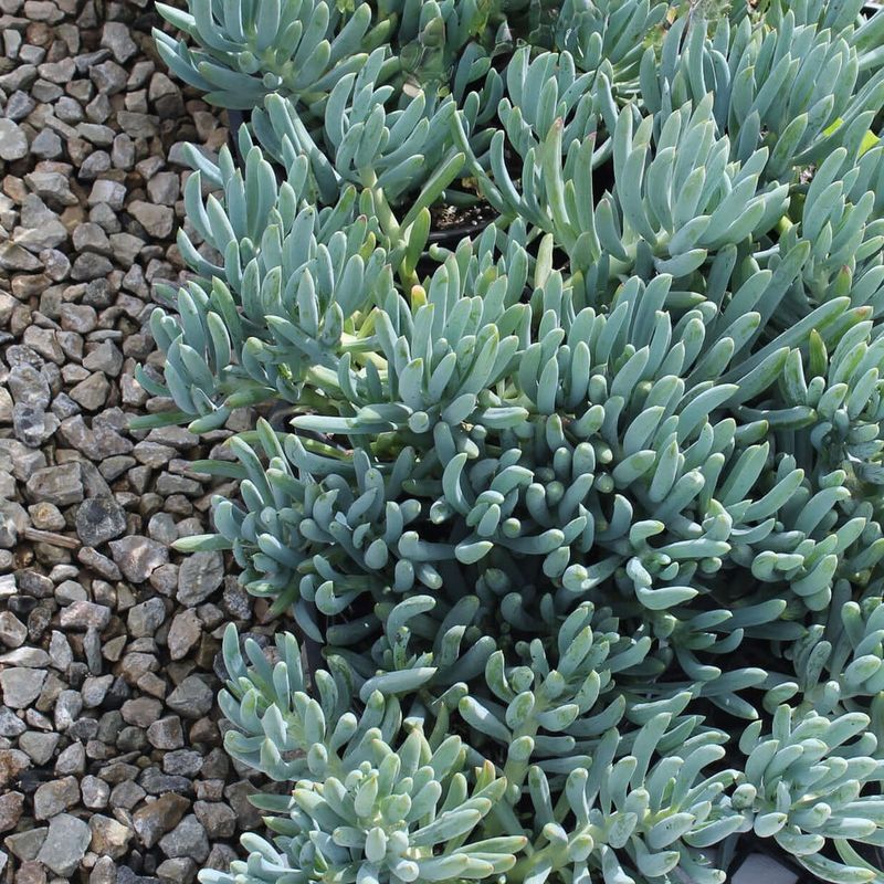 Blue Chalksticks (Senecio Serpens)