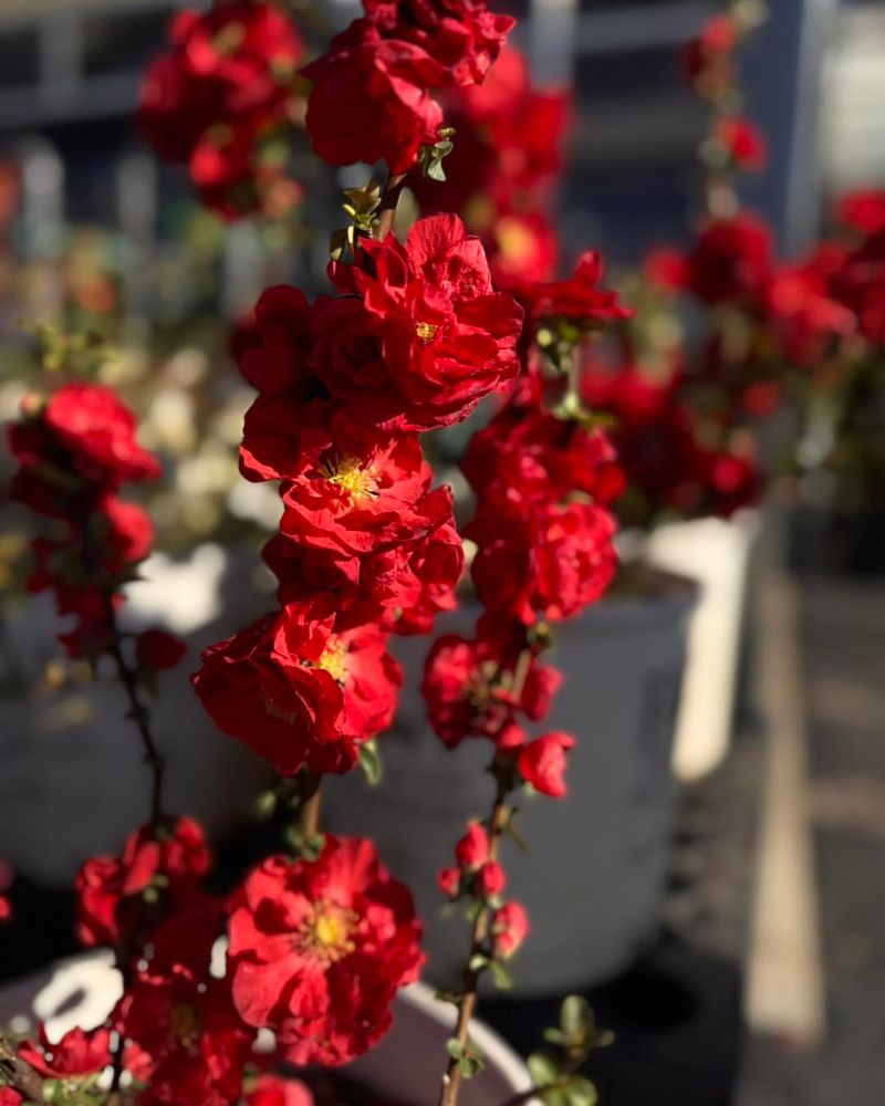 Flowering Quince For Better Growth Next Year