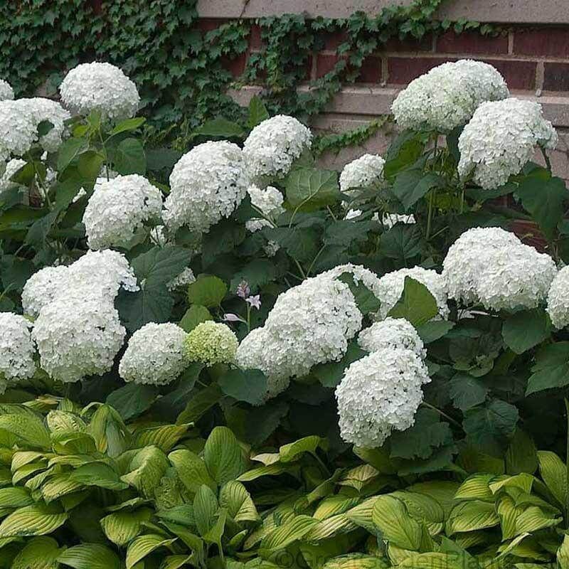 Smooth Hydrangea For Big Blooms That Still Look Neat