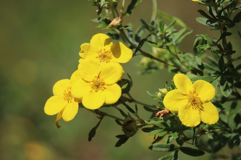 Potentilla Keeps Blooming Through Heat
