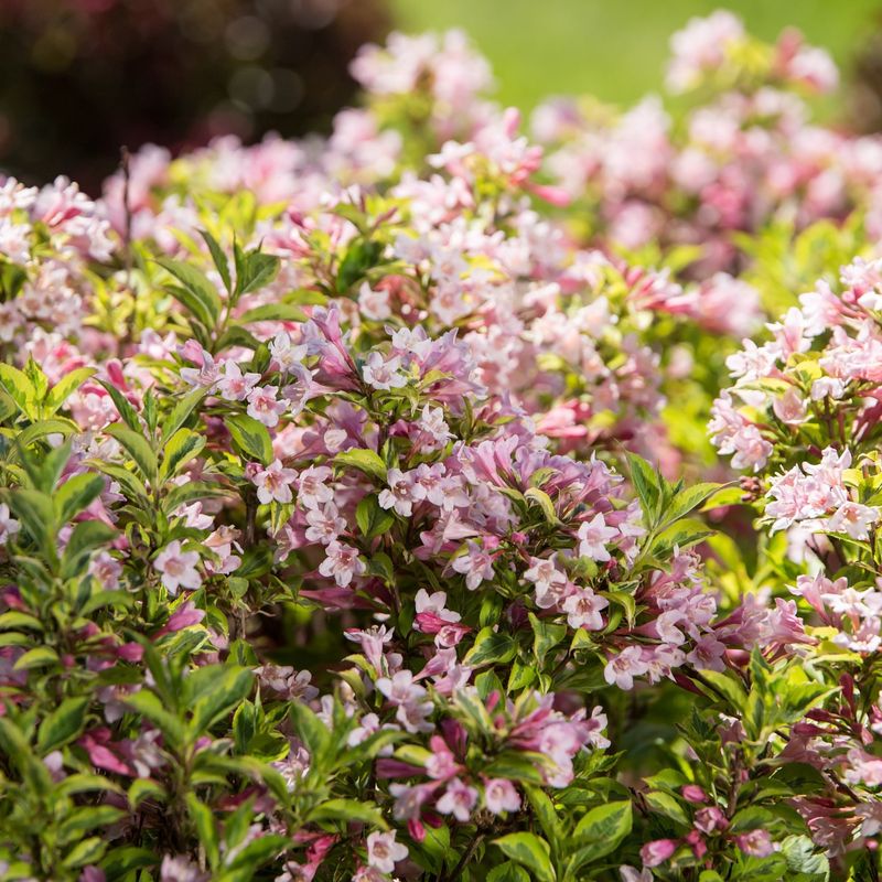 Weigela (Weigela Florida)
