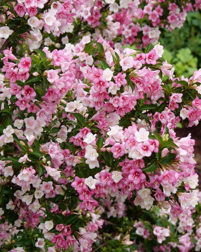 Weigela (Weigela Florida)
